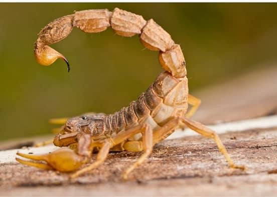 How to Prevent Scorpions from Getting in Your Bed Guide