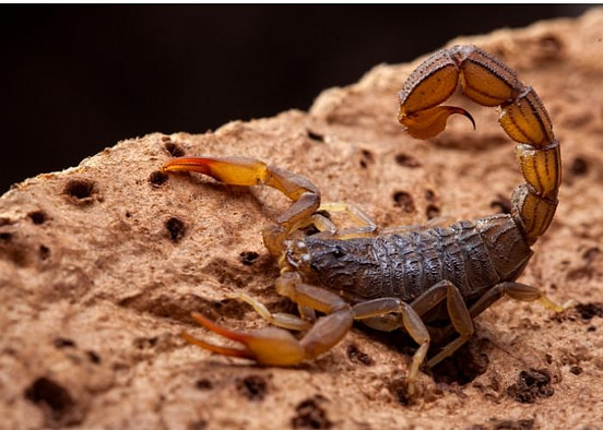 scorpions bed prevent getting climb